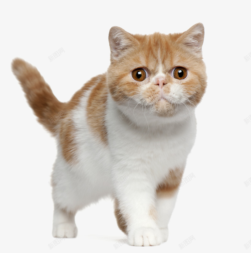 黄花猫png免抠素材_新图网 https://ixintu.com ppt猫 养猫 加菲猫 猫 猫咪 猫尾 肥猫