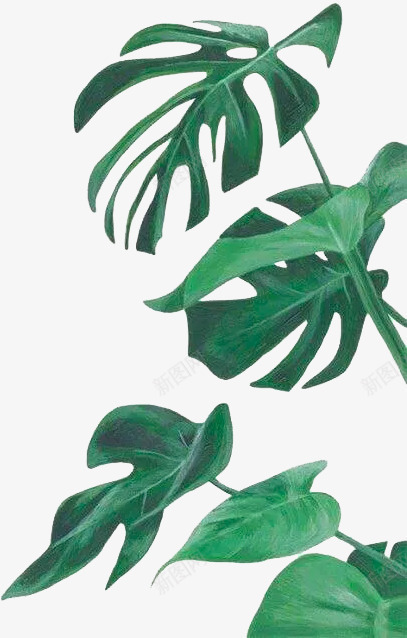 INS风绿色植物png免抠素材_新图网 https://ixintu.com INS 北欧 夏天 植物 绿色