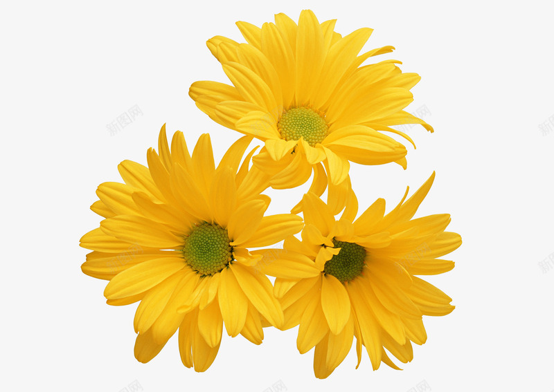 葵花黄色葵花花朵png免抠素材_新图网 https://ixintu.com 花朵 葵花 黄色