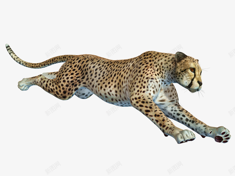 奔跑中的猎豹png免抠素材_新图网 https://ixintu.com 凶猛 动物 猎豹 猎豹头 真实动物 花豹 豹头 豹子 野生动物 非洲豹