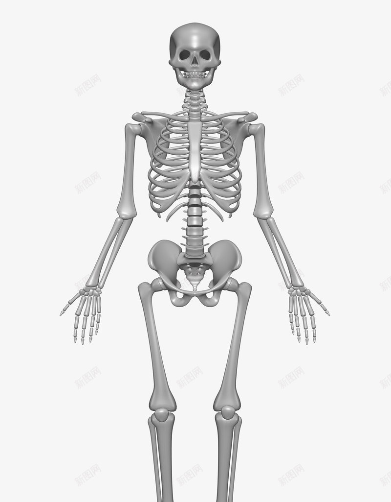 人体骨骼构造psd免抠素材_新图网 https://ixintu.com 人体 人体构造 人体肌肉骨骼 人形轮廓 人形骨架 人的骨头 结构 骨头人 骨架 骨骼