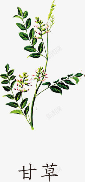 甘草png免抠素材_新图网 https://ixintu.com 中医 中药 中药材 医术 医疗医药 甘草 药材