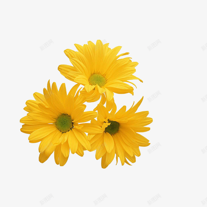 菊花png免抠素材_新图网 https://ixintu.com 植物 洋甘菊 药用 菊花图案 菊花花束