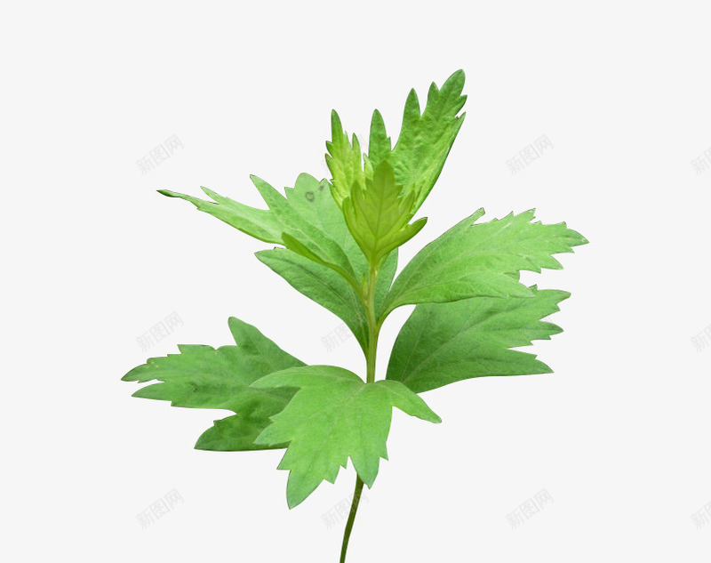 艾草png免抠素材_新图网 https://ixintu.com 小叶 小草 艾叶 艾草 鲜嫩的小草