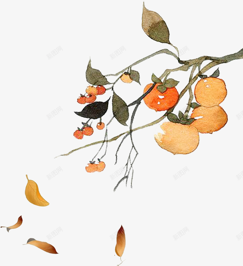 二十四节气秋分时节吃柿子psd免抠素材_新图网 https://ixintu.com 二十四节气 二十四节气秋分时节吃柿子 吃柿子 时节 树木 树枝 秋分