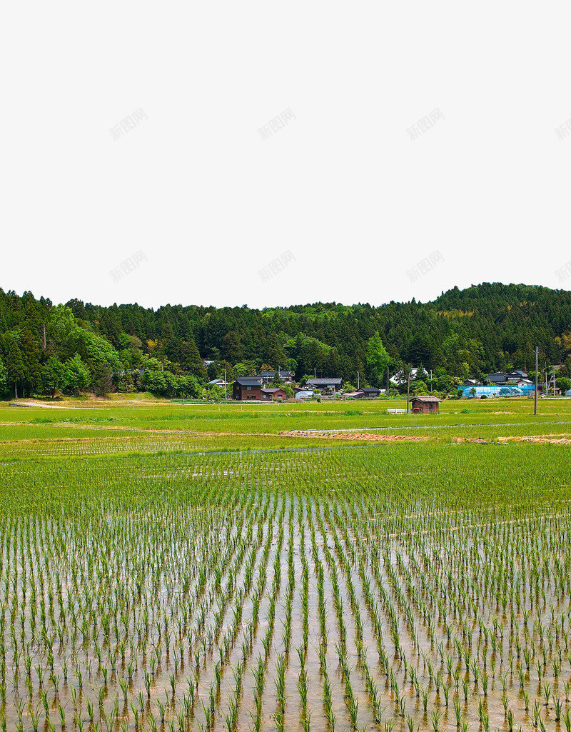 绿色农田png免抠素材_新图网 https://ixintu.com 农田 房子 春种 春耕 春耕节 水田 绿色