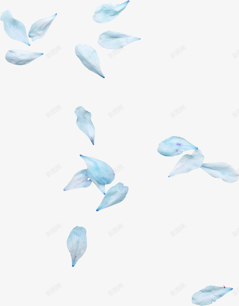 蓝色花瓣png免抠素材_新图网 https://ixintu.com 漂浮花瓣 花瓣