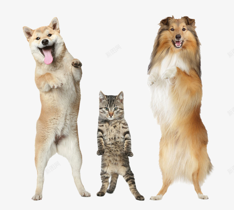 站立的柴犬png免抠素材_新图网 https://ixintu.com 动物 牧羊犬 狗狗 猫咪 站立