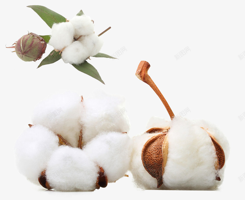 秋天的棉花效果白色棉絮png免抠素材_新图网 https://ixintu.com 带壳棉花 秋天 棉絮 棉花 农产品 经济作物 白色 效果