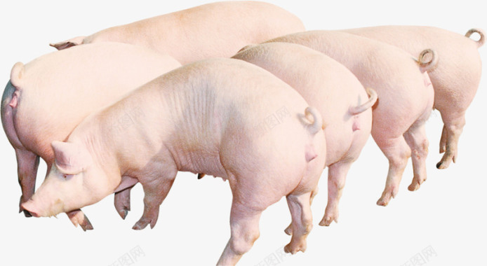 年末猪肉促销白色农家土猪宣传单背景
