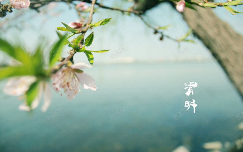 春天四月清明节青团海报背景24psd免抠素材_新图网 https://ixintu.com 四月 四月图 春天 海报 清明公众号封面节 清明节 背景 青团