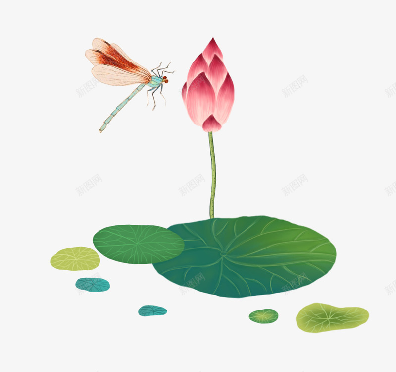 com 春游 竹子荷花荷叶满池塘 花苞 荷叶 荷花 荷花和蜻蜓手绘插画
