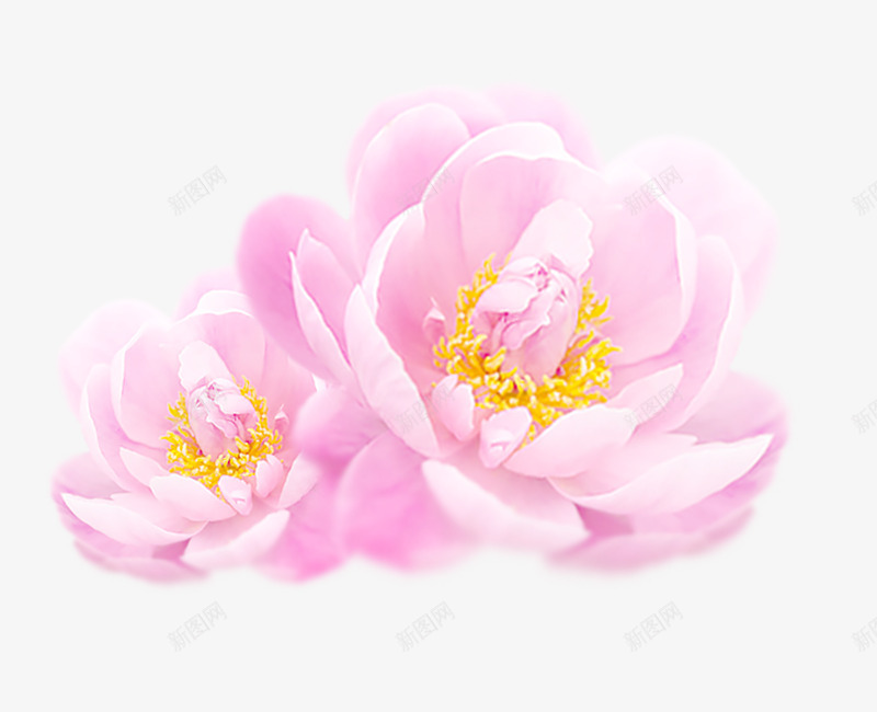 清新唯美牡丹花png免抠素材_新图网 https://ixintu.com 唯美 清新 牡丹花 牡丹花AI 牡丹花圈素材 粉色牡丹花 花卉 花朵 鲜花