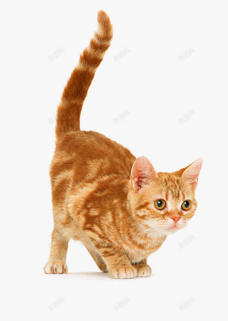黄色的小猫咪png免抠素材_新图网 https://ixintu.com 动物 卖萌小猫 家畜 小猫 猫咪 黄色