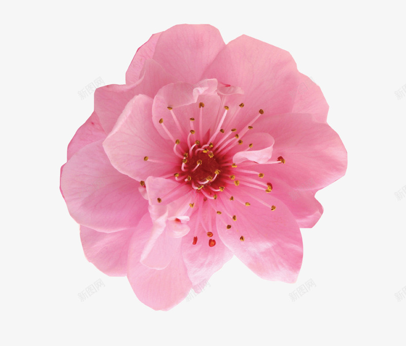 粉红色桃花俯视细节png免抠素材_新图网 https://ixintu.com 单朵桃花png素材 桃花 桃花节 粉红色花朵 花芯花蕊 高清花朵png
