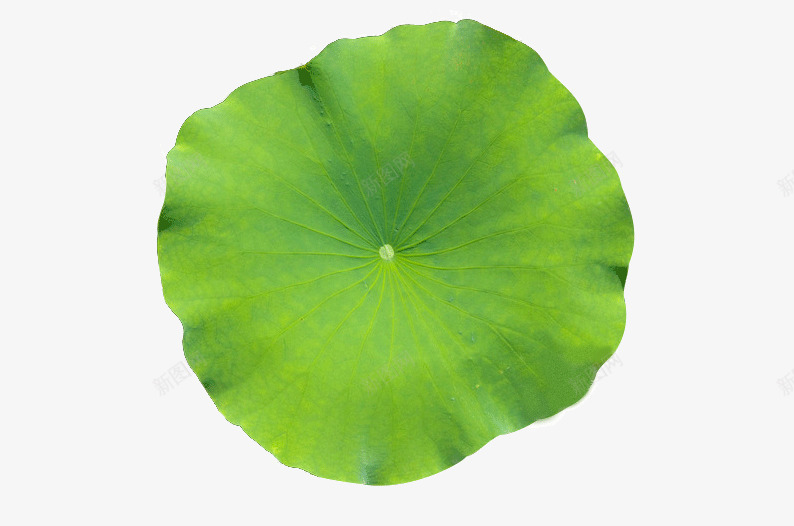 碧绿荷叶png免抠素材_新图网 https://ixintu.com 一片 免扣 碧绿 荷叶