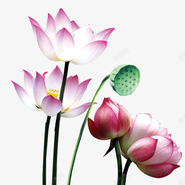 荷花荷叶的迷人气息png免抠素材_新图网 https://ixintu.com 粉色 绿色 荷叶 荷花 莲蓬