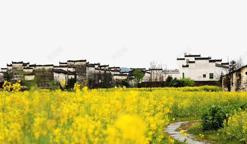 春季乡下风景黄色油菜花psd免抠素材_新图网 https://ixintu.com 乡下 春季 春季乡下风景黄色油菜花 油菜花 风景 黄色