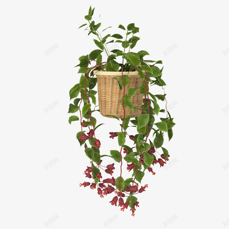悬挂花篮吊篮花png免抠素材_新图网 https://ixintu.com 吊兰 吊篮花 墙壁吊篮花 墙壁挂钩 悬挂花篮吊篮花 挂钩 花盆