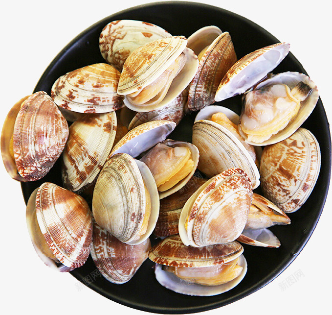 花蛤花甲海鲜贝类png免抠素材_新图网 https://ixintu.com 海鲜 花甲 花蛤 贝壳类 贝类