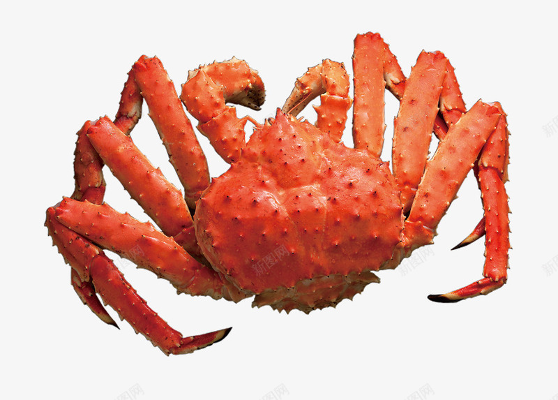 红色的海鲜帝王蟹png免抠素材_新图网 https://ixintu.com 免抠图 帝王蟹 效果图 海产 海鲜 螃蟹 装饰图 装饰画