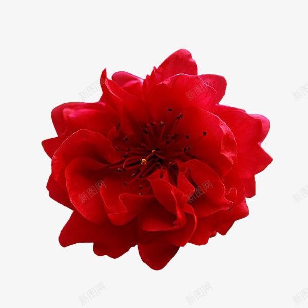 精美牡丹花精美图png免抠素材_新图网 https://ixintu.com 精美图 精美牡丹花