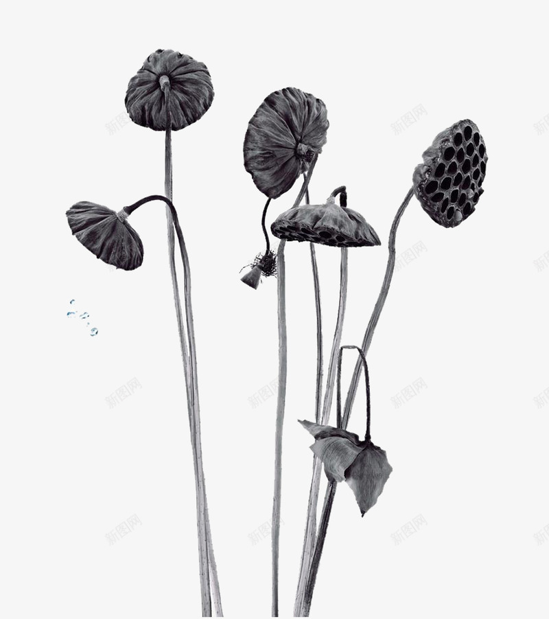 金属质感的荷花荷叶psd免抠素材_新图网 https://ixintu.com 莲蓬 莲藕 质感 黑白色