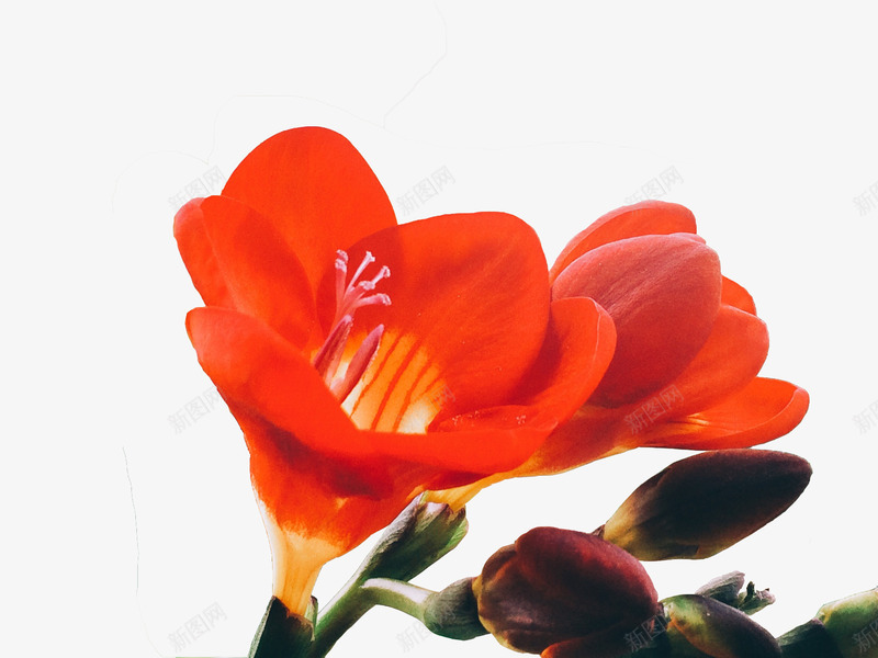 小苍兰png免抠素材_新图网 https://ixintu.com 小苍兰 美丽 美艳 花朵 鲜红色
