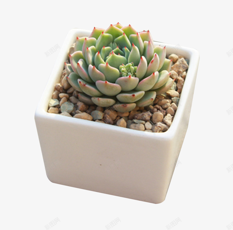观音莲多肉植物花卉盆栽png免抠素材_新图网 https://ixintu.com 创意组合 多肉植物 花卉盆栽 观音莲 迷你 长生草系列