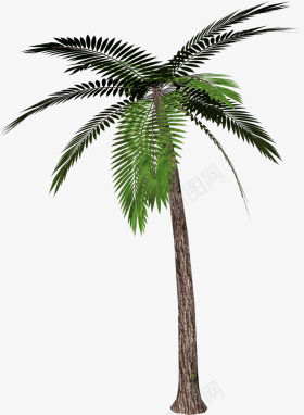 棕榈树png免抠素材_新图网 https://ixintu.com 夏天 夏季 树木 植物 海滩 清凉