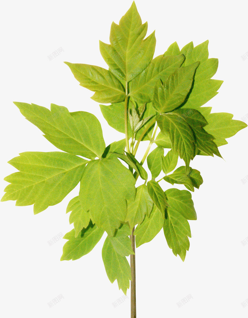 植物png免抠素材_新图网 https://ixintu.com 植物 绿色草 花草 草药