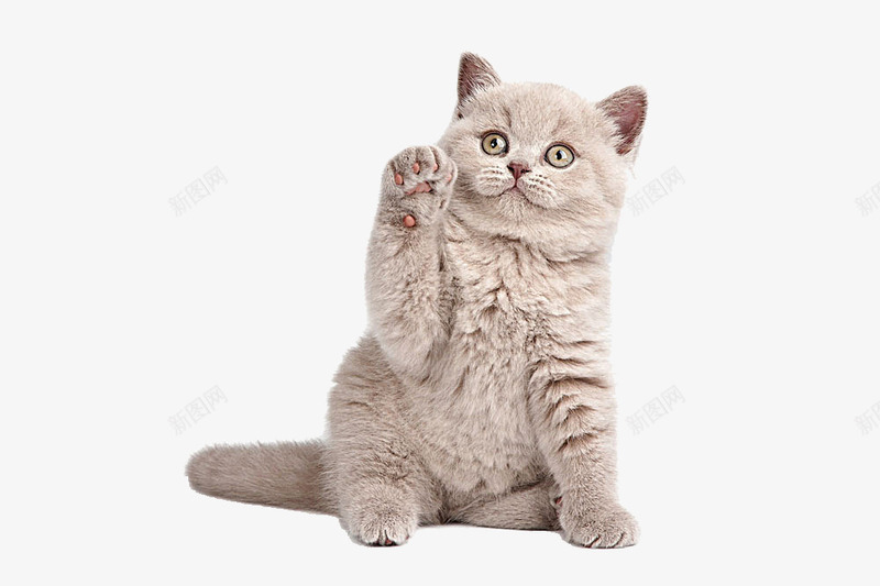 萌宠猫咪png免抠素材_新图网 https://ixintu.com 动物 卡通礼貌 打招呼 猫咪 萌宠