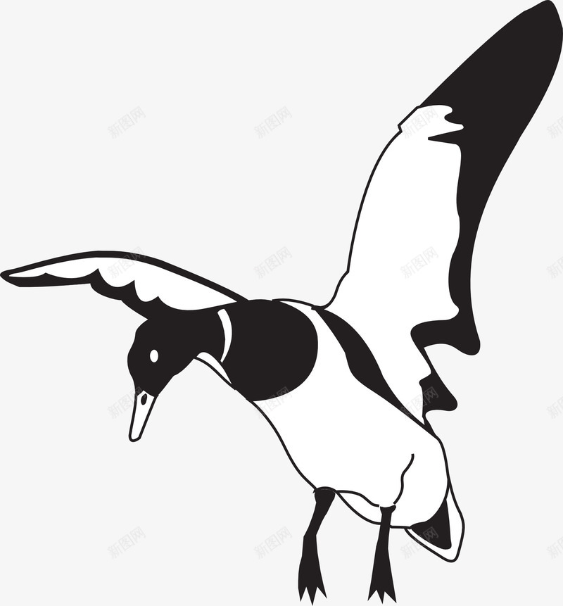 飞翔中黑白色的鸟png免抠素材_新图网 https://ixintu.com 白 着陆 翅膀 鸟 鸟嘴 鸭 黑