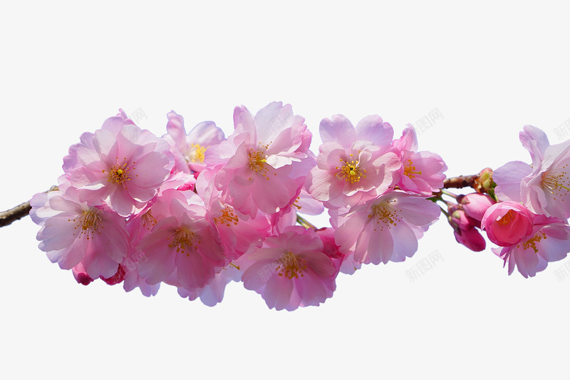樱花花枝png免抠素材_新图网 https://ixintu.com 树枝 樱花 樱花枝 粉色 花卉 花枝