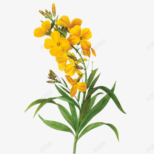 黄色兰花春季花朵装饰png免抠素材_新图网 https://ixintu.com 兰花 春天 花朵 黄色
