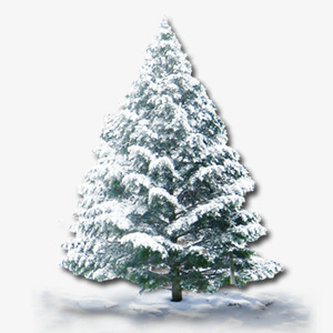 雪松png免抠素材_新图网 https://ixintu.com 冬季 大雪 松树 白色