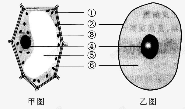 生物细胞图例png免抠素材_新图网 https://ixintu.com png 图例 生物 细胞 高中
