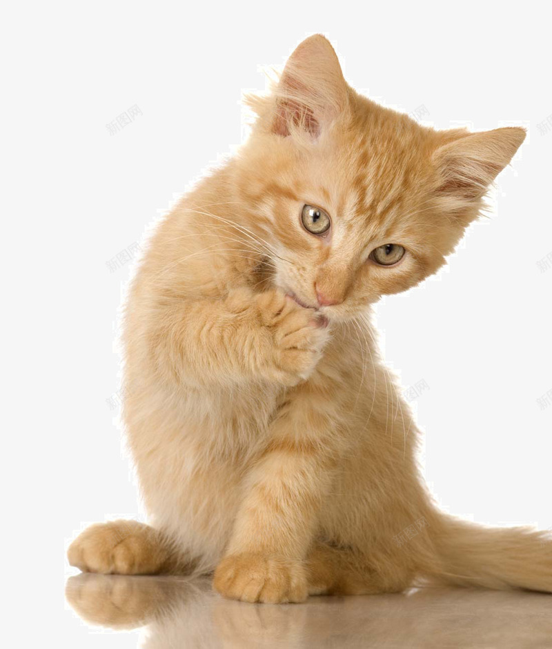可爱的小猫png免抠素材_新图网 https://ixintu.com 可爱的小猫 小猫 小猫写真 猫咪