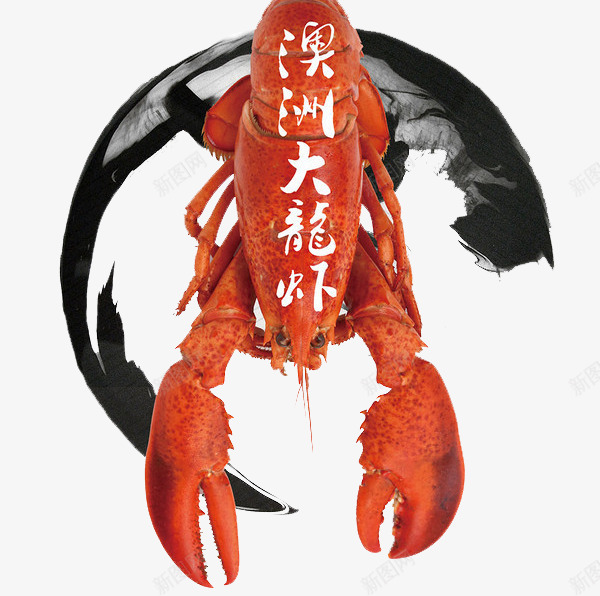 澳龙png免抠素材_新图网 https://ixintu.com 大龙虾 海鲜 澳龙 虾 龙虾