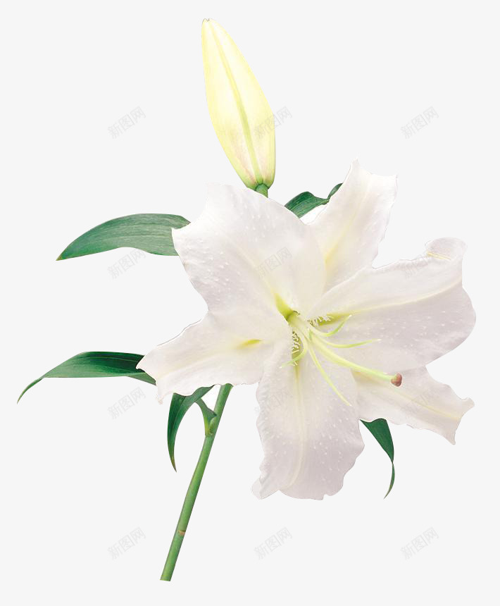 白花绿叶百合花png免抠素材_新图网 https://ixintu.com 六片花瓣 清白 百合花 绿叶