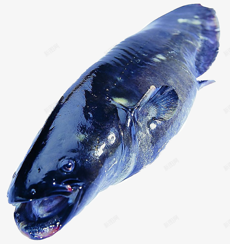 海鱼png免抠素材_新图网 https://ixintu.com 摄影图库 水产食材 海鱼 海鲜 生物世界 鱼 鱼类