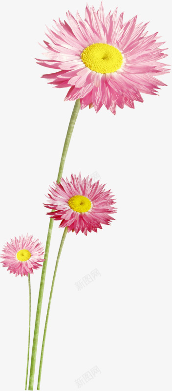 ps花草花卉png免抠素材_新图网 https://ixintu.com 手绘装饰素材 线描花草 花卉图片素材 花草设计素材 装饰素材