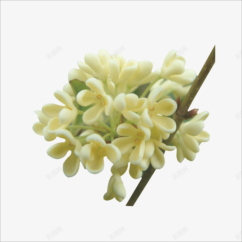 桂花png免抠素材_新图网 https://ixintu.com 花图案 花草 装饰花