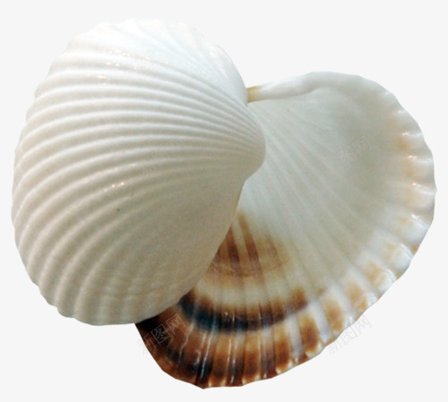 shellpng免抠素材_新图网 https://ixintu.com 产品实物 海贝 海鲜 贝壳 软体动物