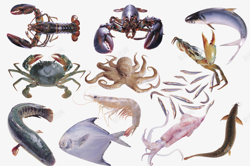 海鲜海生物psd免抠素材_新图网 https://ixintu.com 动物 实物 海鲜 章鱼 螃蟹 龙虾
