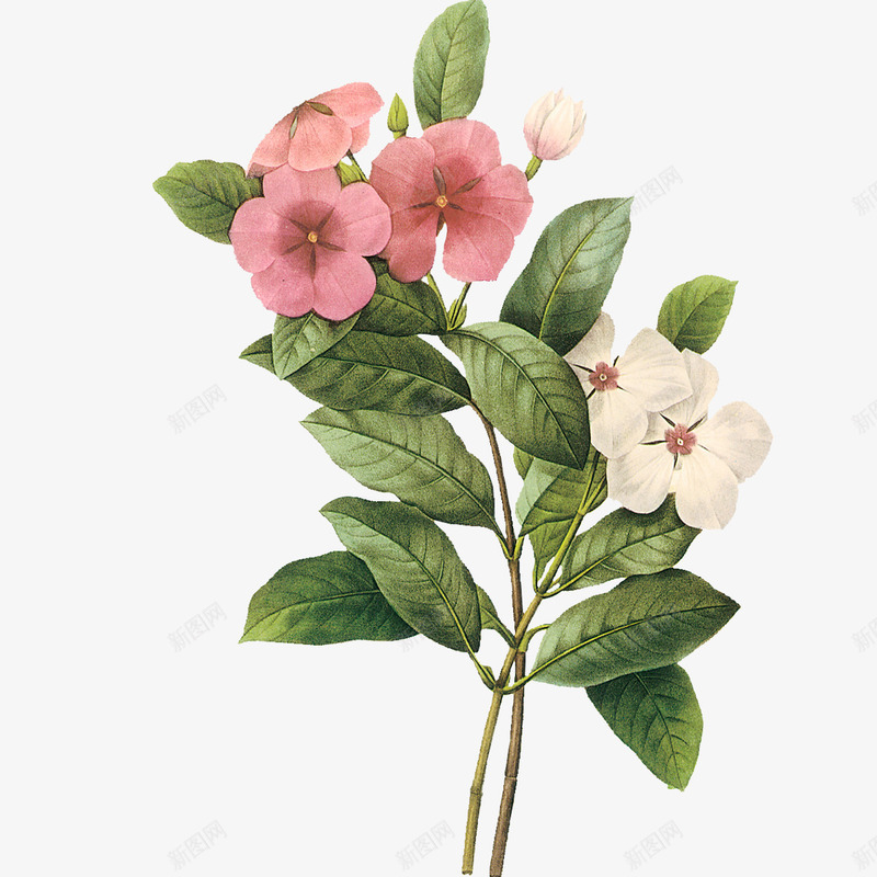 一束好看的花1png免抠素材_新图网 https://ixintu.com 叶子 手绘 美丽 花