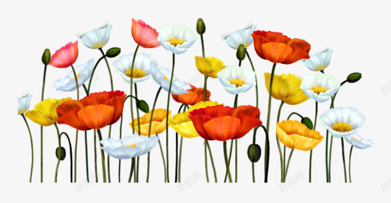 花草线描花卉插画png免抠素材_新图网 https://ixintu.com 手绘装饰 绿植花卉 花卉画 装饰 鲜花花卉