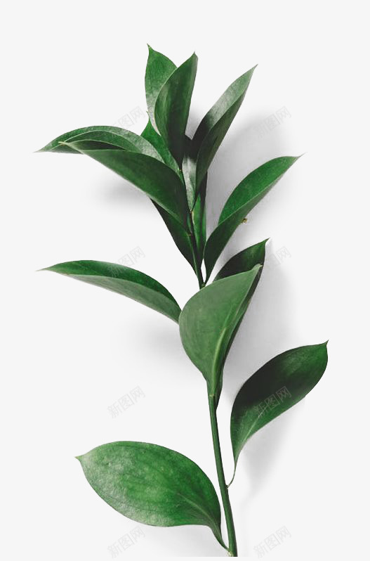 一枝树叶带阴影png免抠素材_新图网 https://ixintu.com 树叶 简约 绿植 绿色