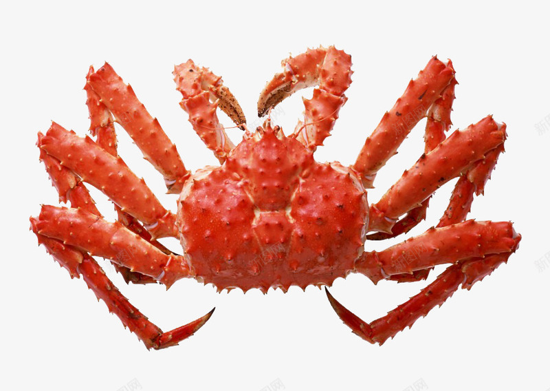 海鲜摄影一只大闸蟹png免抠素材_新图网 https://ixintu.com 大闸蟹 海鲜 红色