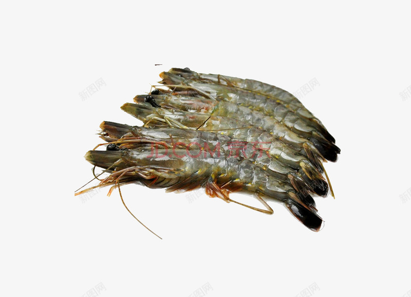 褐色黑虎虾png免抠素材_新图网 https://ixintu.com 淡水黑虎虾 虾类食物 越南黑虎虾 黑虎虾